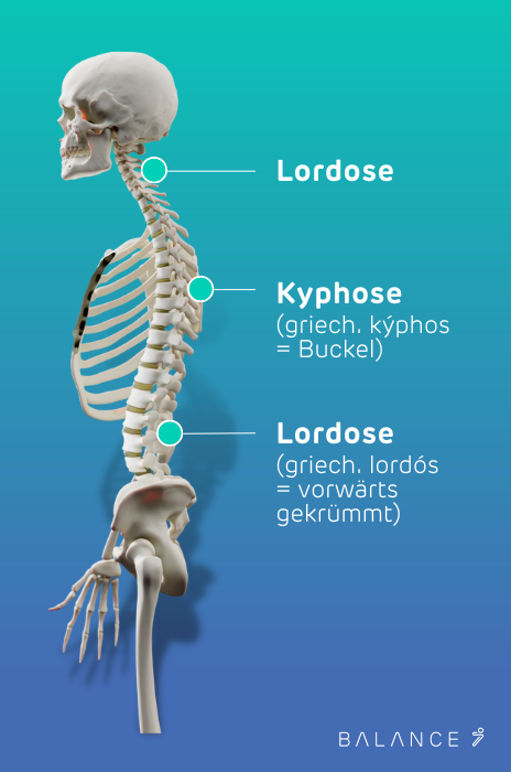 Darstellung des Aufbaus der Wirbelsäule mit Fokus auf Lordose wie bei Hohlkreuz und Kyphose wie bei Rundrücken