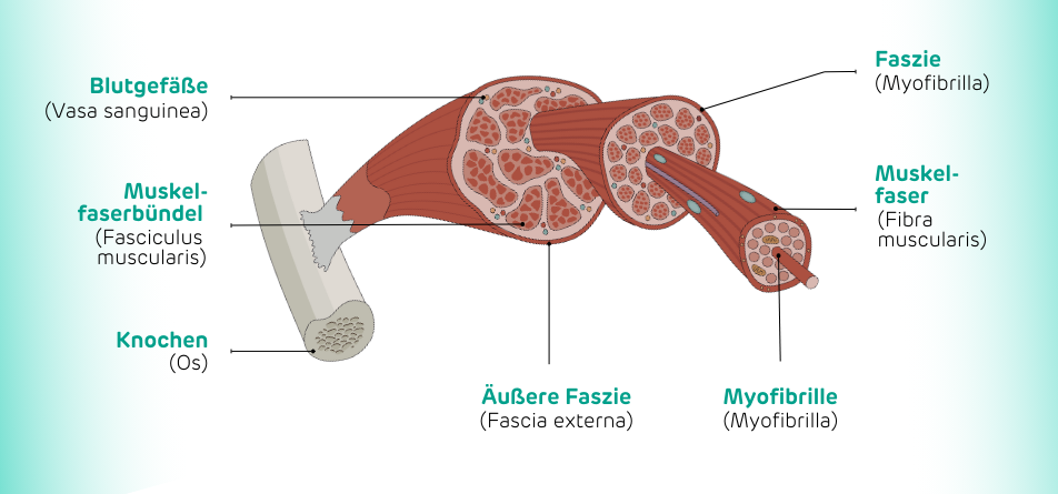 Infografik zur Muskelanatomie mit Fokus auf Faszien, wobei Faszien Yoga kann die Elastizität und Flexibilität des Bindegewebes fördern