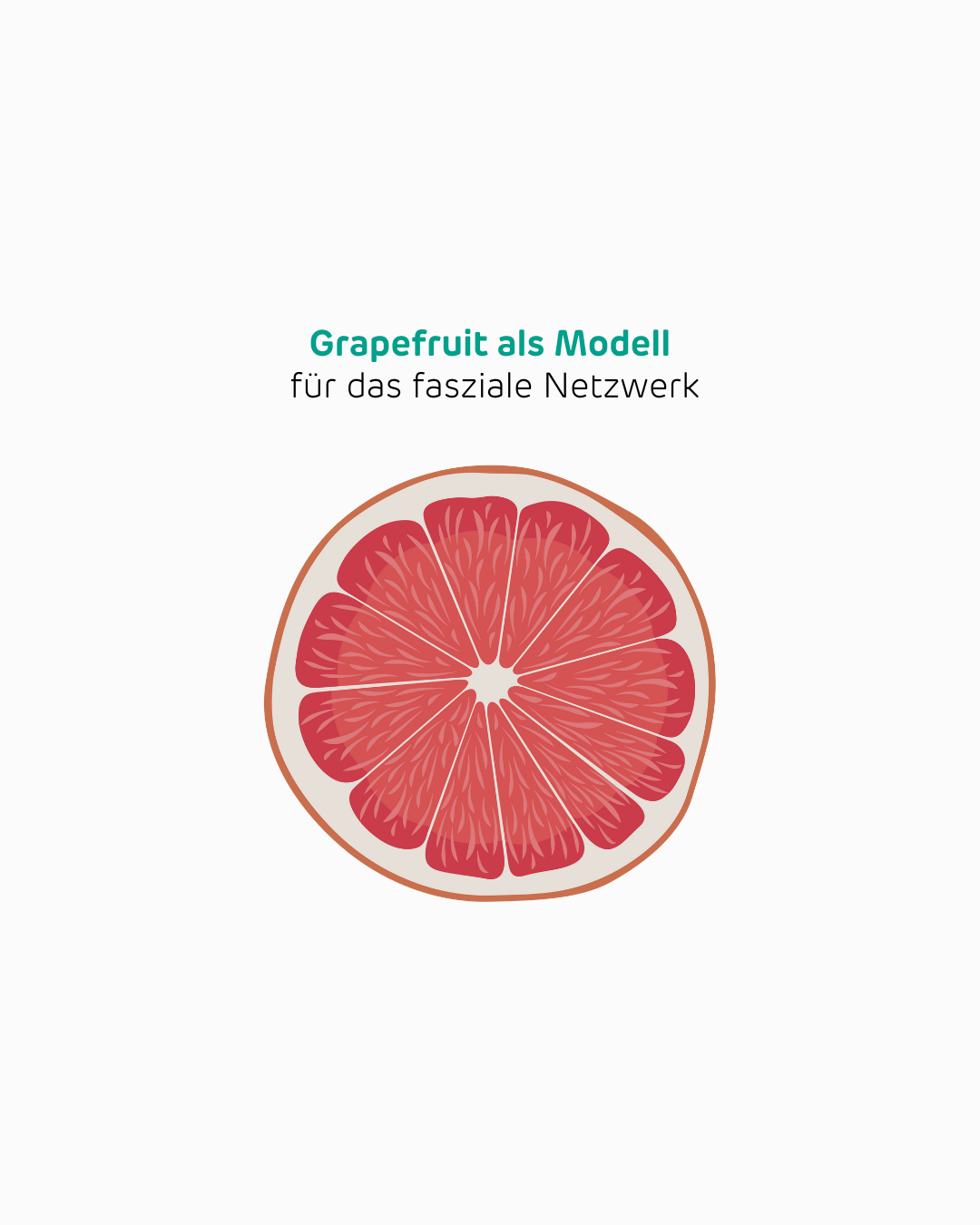 Infografik zur Erklärung des Aufbaus von Faszien anhand des Grapefruit Modells