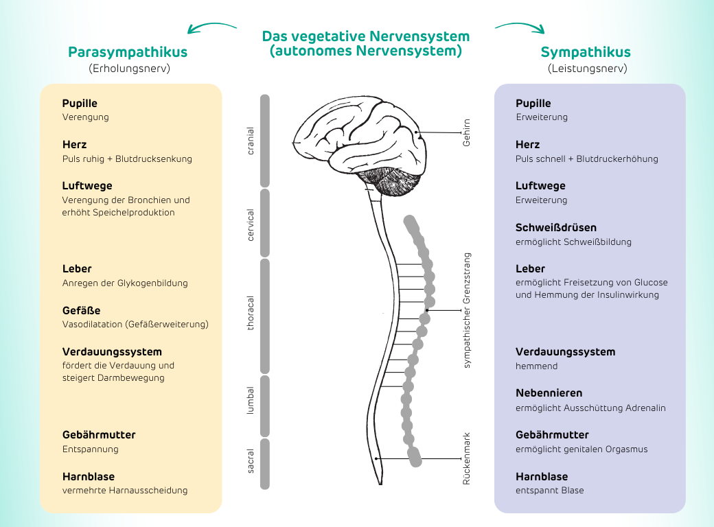 Überblicksgrafik des vegetativen Nervensystem / autonomes Nervensystem